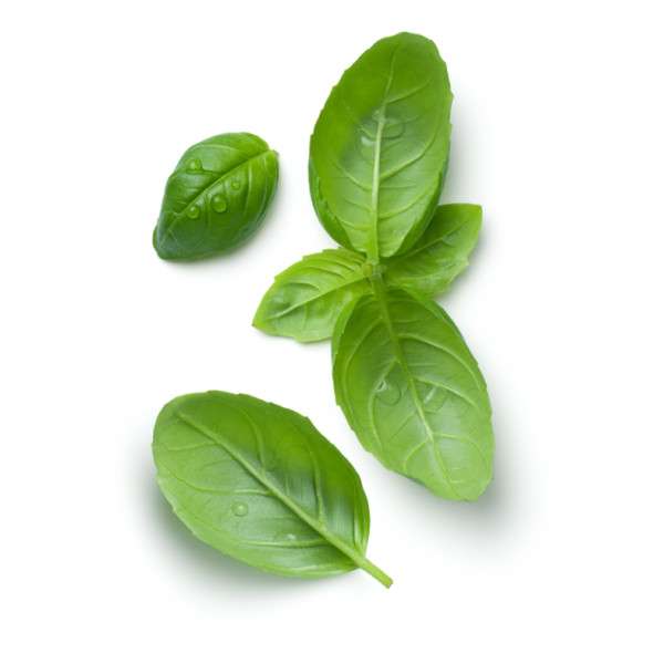 ALBAHACA 16G TARRO CRISTAL-CARMENCITA
